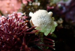 Pseudodromia latens