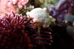 Pseudodromia latens