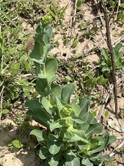 Penstemon murrayanus