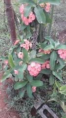 Magnoliopsida