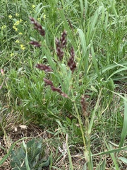 Sorghum halepense