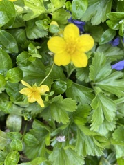 Waldsteinia