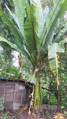 Ensete