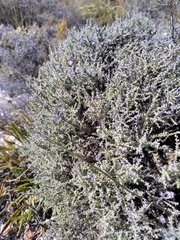 Dicerothamnus