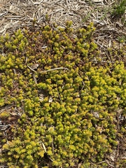 Sedum nuttallii