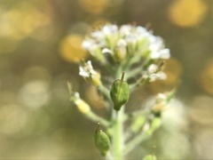 Lepidium heterophyllum