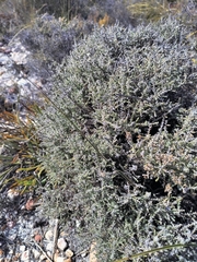 Dicerothamnus
