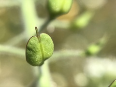Lepidium heterophyllum