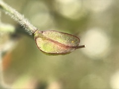 Lepidium heterophyllum