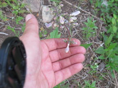 Penstemon brevisepalus
