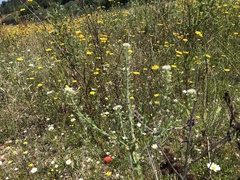 Lepidium heterophyllum