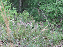 Penstemon brevisepalus