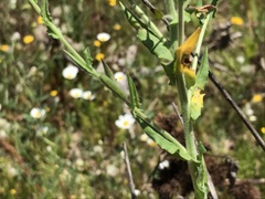 Lepidium heterophyllum