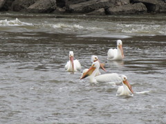 Pelecanus erythrorhynchos