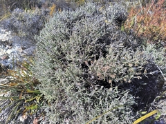 Dicerothamnus