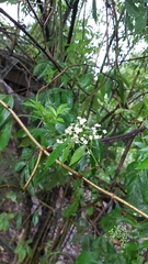 Sambucus australis