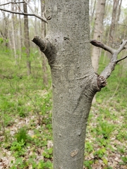 Cladrastis kentukea