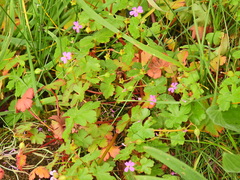 Geranium lucidum