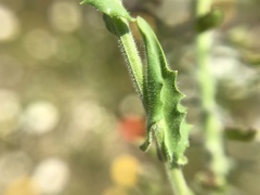 Lepidium heterophyllum