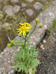 Senecio squalidus