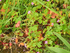 Geranium lucidum