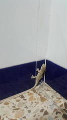 Tarentola mauritanica