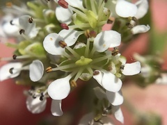 Lepidium heterophyllum