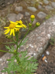 Senecio squalidus