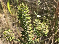 Lepidium heterophyllum