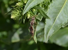 Centrocoris spiniger