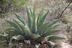 Agave gentryi