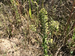Lepidium heterophyllum