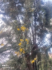 Spartium junceum