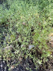 Ranunculus hebecarpus