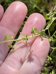 Ranunculus hebecarpus