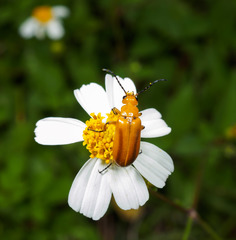 Nemognatha punctulata