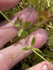 Ranunculus hebecarpus