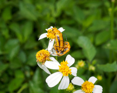 Nemognatha punctulata