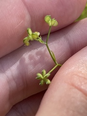 Ranunculus hebecarpus