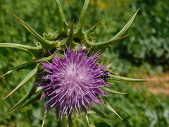 Silybum marianum