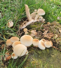 Agaricales