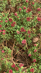 Daphne cneorum cneorum