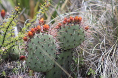 Opuntia stenopetala