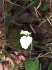 Dalechampia caperonioides