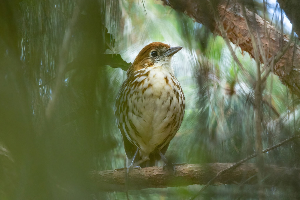 Chestnut-crowned Antpitta