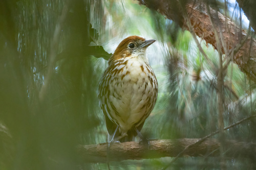 Chestnut-crowned Antpitta