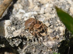 Aelurillus politiventris