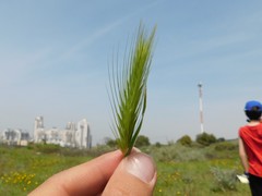 Hordeum murinum glaucum