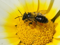 Andrena