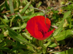 Papaver umbonatum